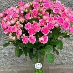 Роза кустовая 60 см Супер Сейсейшен