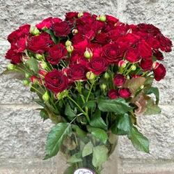 Роза кустовая 60 см Ред Сенсейшен