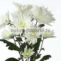Хризантема кустовая Анастасия белая