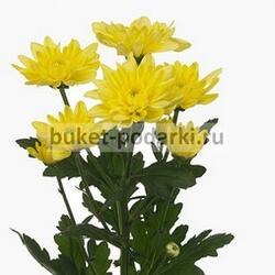 Хризантема кустовая Балтика жёлтая