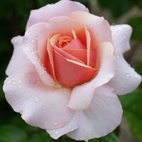 Чайная роза – цветок и его особенности