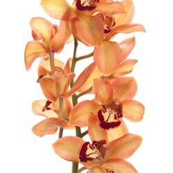 Орхидея Цимбидиум 1 колокольчик