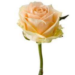 Роза 35 см Кения цветная (в асс.)