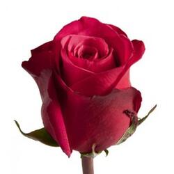 Роза 90 см Эквадор красная