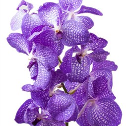 Орхидея Ванда (в асс.)