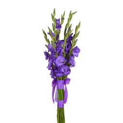 Гладиолус фиолетовый (в асс.)