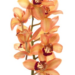 Орхидея Цимбидиум 1 колокольчик