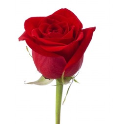 Роза 35 см Кения красная (в асс.)