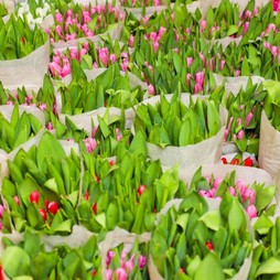 Банч 50 тюльпанов 50-70 см Акция с 1 по 5 марта