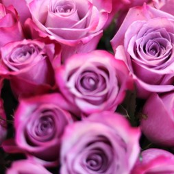 Розовая роза (Кения) Premium 40 см