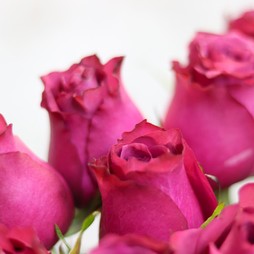 Фиолетовая роза (Кения) Premium 40 см