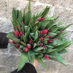 Упаковка тюльпанов 40 см 50 шт. Акция С 1 по 5 марта