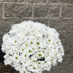 25 белых кустовых хризантем