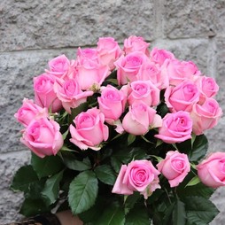 25 роз 50 см (нежно розовые)