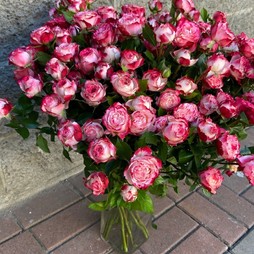 Роза кустовая пионовидная 60 см