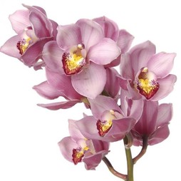 Орхидея 1 колокольчик