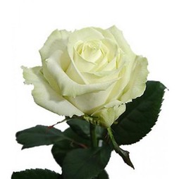 Белая роза Аваланч 50 см