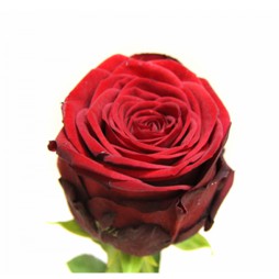 Красная роза Рэд наоми 50 см (в асс.)