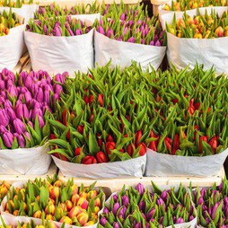 Банч 50 обычных тюльпанов (цвета уточняйте) Акция с 1 по 5 марта