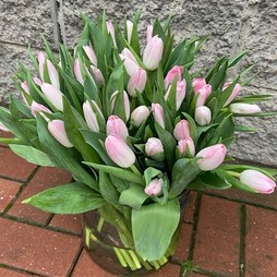 Тюльпан Бело-розовый