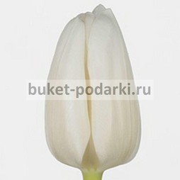 Тюльпан Белый (в асс.)