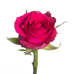 Роза 37 см Кения (в асс.)