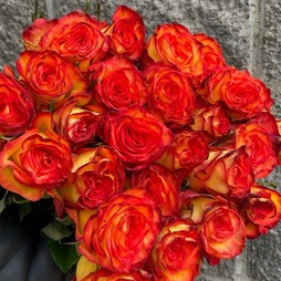 Роза 70 см Эквадор цветная (в асс.)