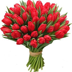 51 Красный тюльпан