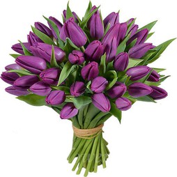 51 Фиолетовый Тюльпан