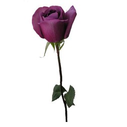 Фиолетовая роза (в асс.)