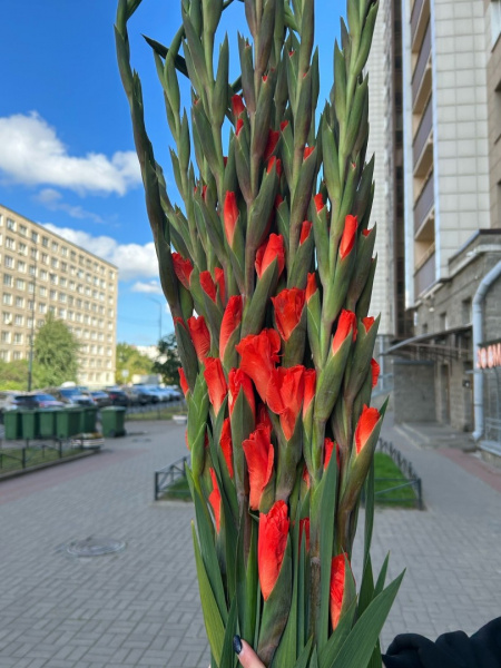 Гладиолус поштучно купить в СПб