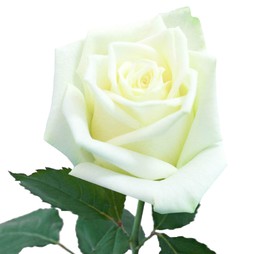 Российская роза 50 см
