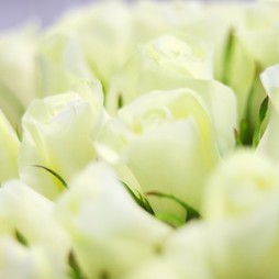 Белая роза Premium (Кения) 50 см