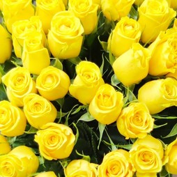 Желтая роза (Кения) Premium 50 см