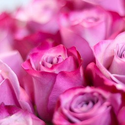 Розовая роза (Кения) Premium 50 см