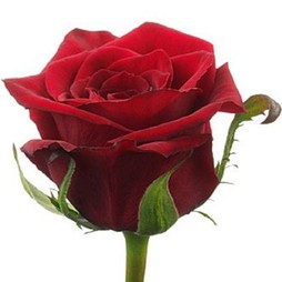 Высокая роза 60 см Рэд наоми (в асс.)