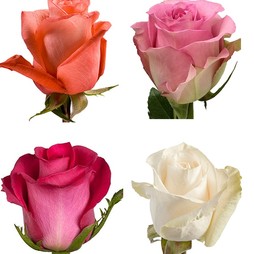 Роза 80 см Эквадор цветная (в асс.)