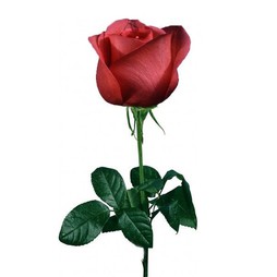 Роза 40 см (в асс.)
