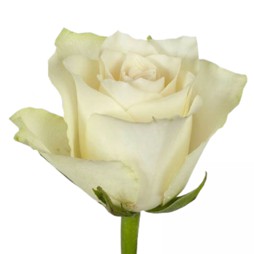 Роза Атена 50 см (в асс.)